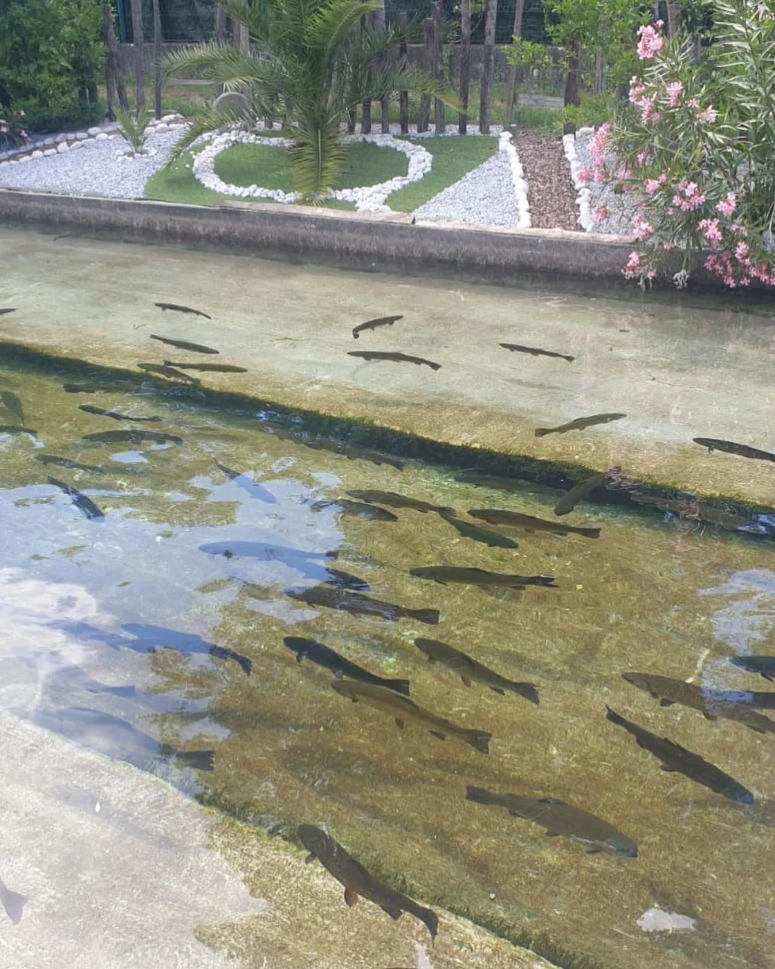 Les bassins de la pisciculture