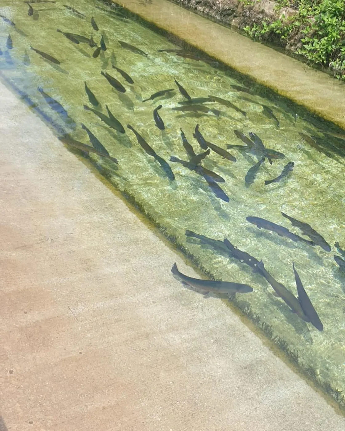 Les truites dans l’eau claire du bassin